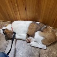 Highway 29 Veterinary Hospital ico