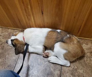 Highway 29 Veterinary Hospital