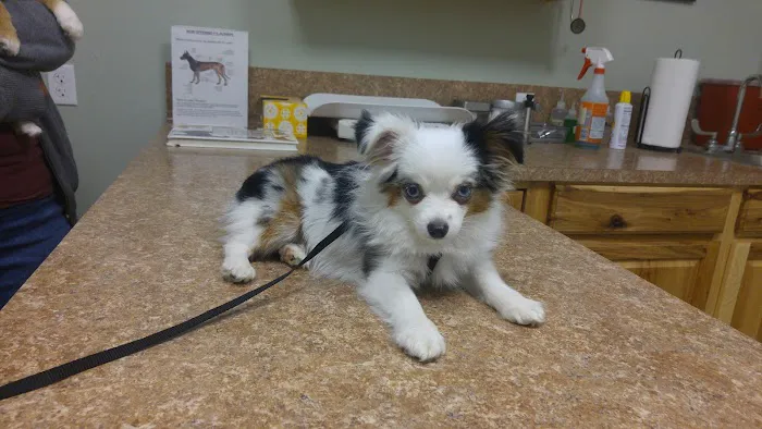 Highway 29 Veterinary Hospital 4