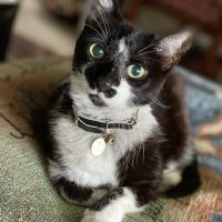 Comanche Trail Veterinary Center ico