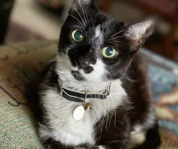 Comanche Trail Veterinary Center