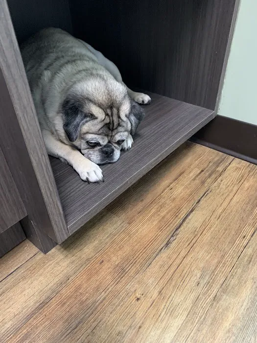 Whitestone Animal Hospital 10