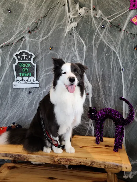 Whitestone Animal Hospital 4