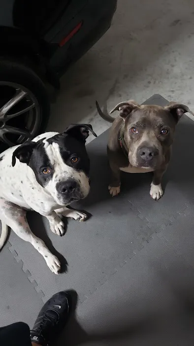 Whitestone Animal Hospital 8