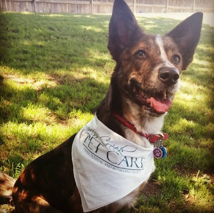 Cypress Creek Pet Care, A Thrive Pet Healthcare Partner 6