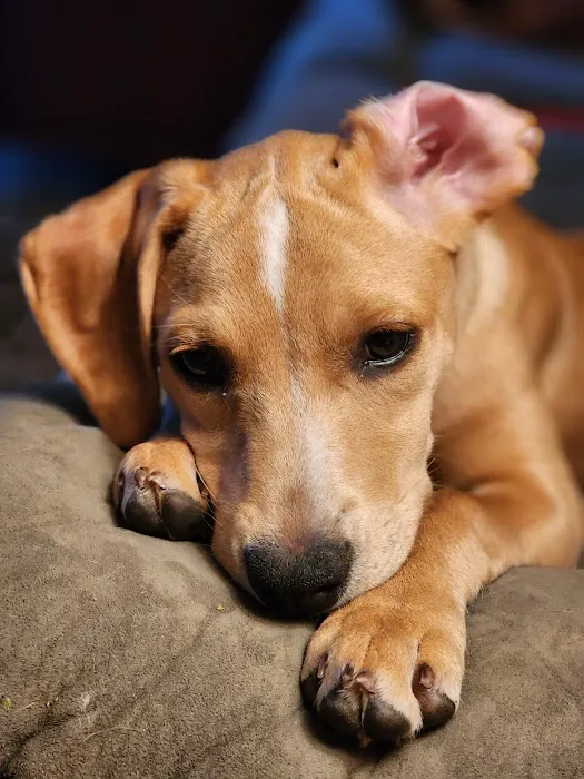 Cypress Creek Pet Care, A Thrive Pet Healthcare Partner 4