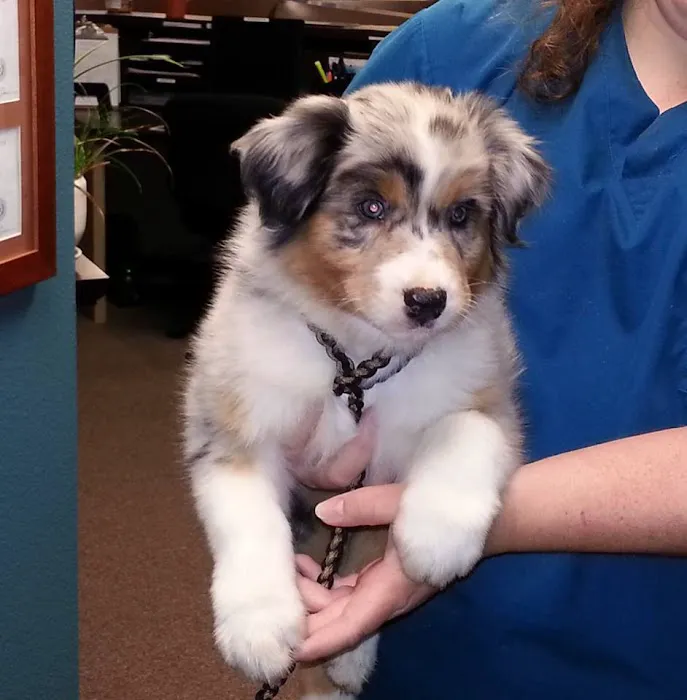 Cypress Creek Pet Care, A Thrive Pet Healthcare Partner 7