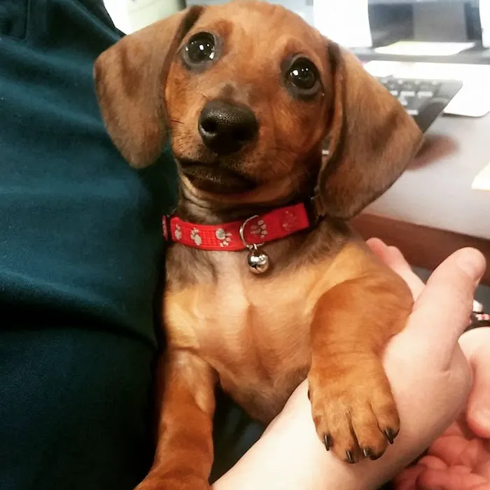 Cypress Creek Pet Care, A Thrive Pet Healthcare Partner 5