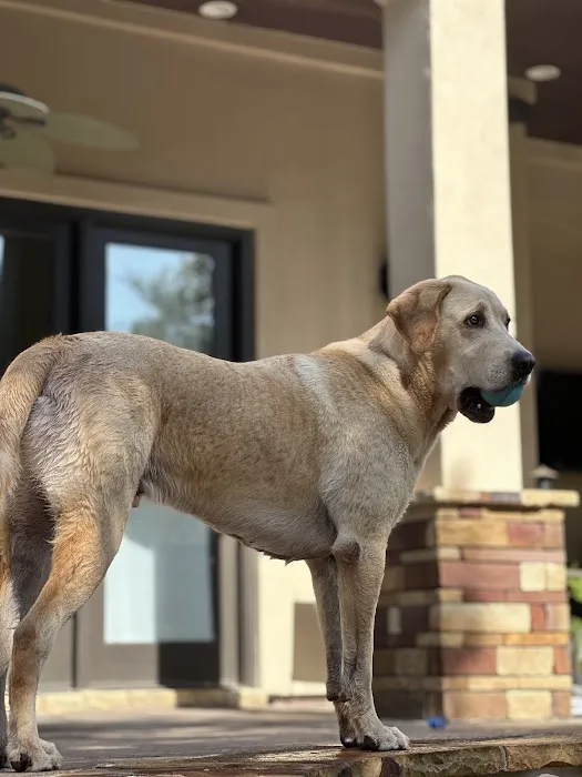 CityVet | Steiner Ranch 1