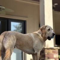 CityVet | Steiner Ranch ico