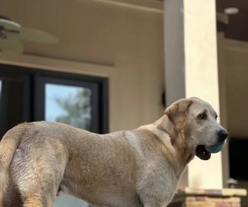 CityVet | Steiner Ranch