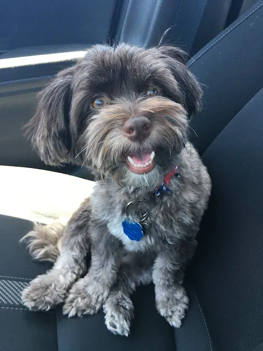 CityVet | Steiner Ranch 6