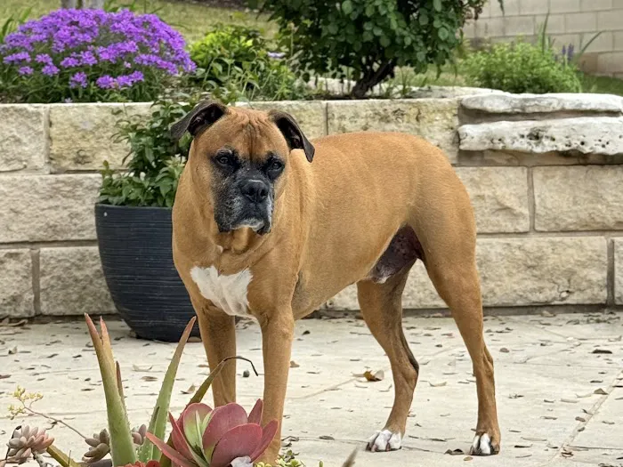 CityVet | Steiner Ranch 2