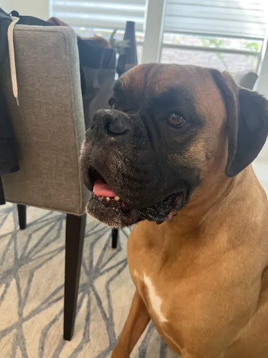 CityVet | Steiner Ranch 4