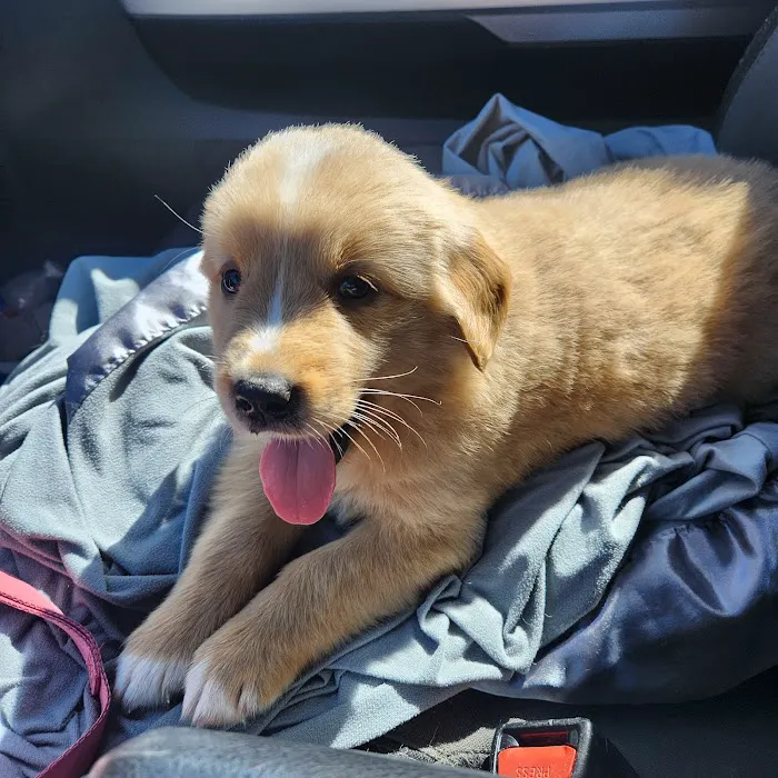Four Paws At Four Points 6