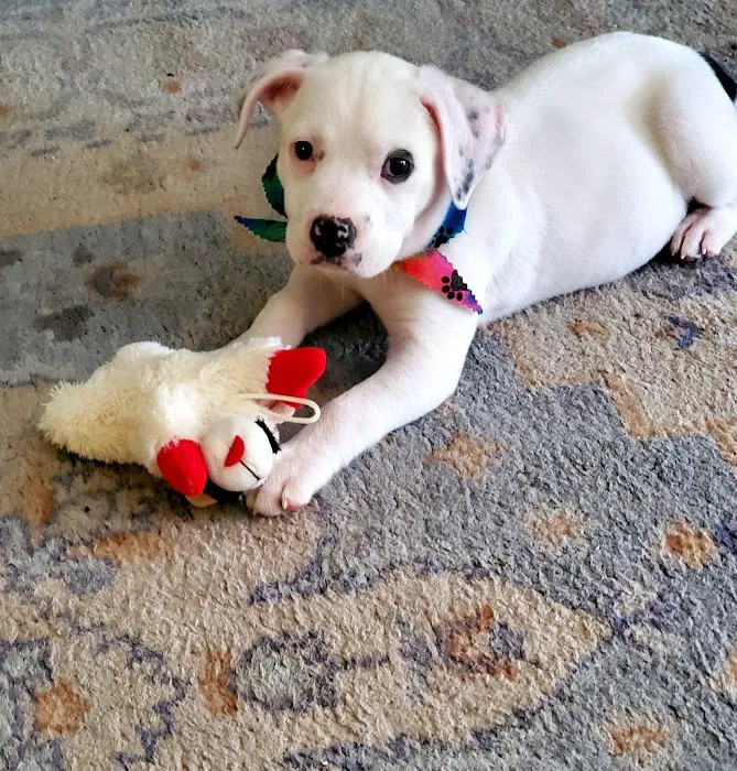 Four Paws At Four Points 3