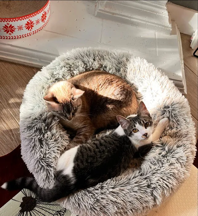 Four Paws At Four Points 9