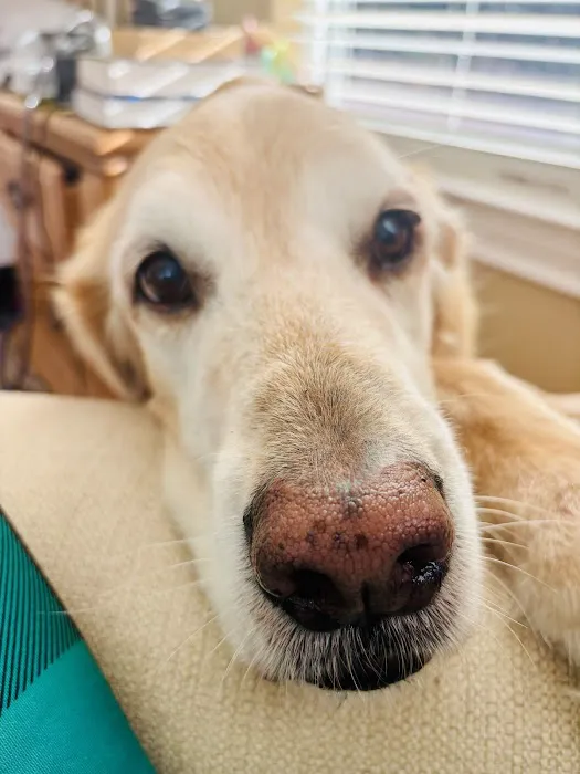 Four Paws At Four Points 4