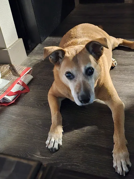 Four Paws At Four Points 2