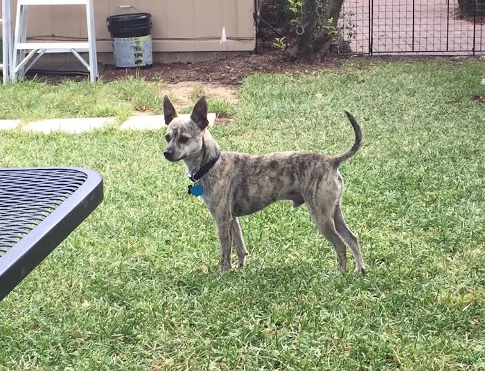 Four Paws At Four Points 1