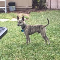Four Paws At Four Points ico