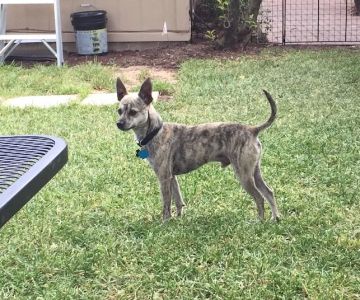 Four Paws At Four Points