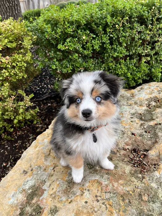 Four Paws At Four Points 8