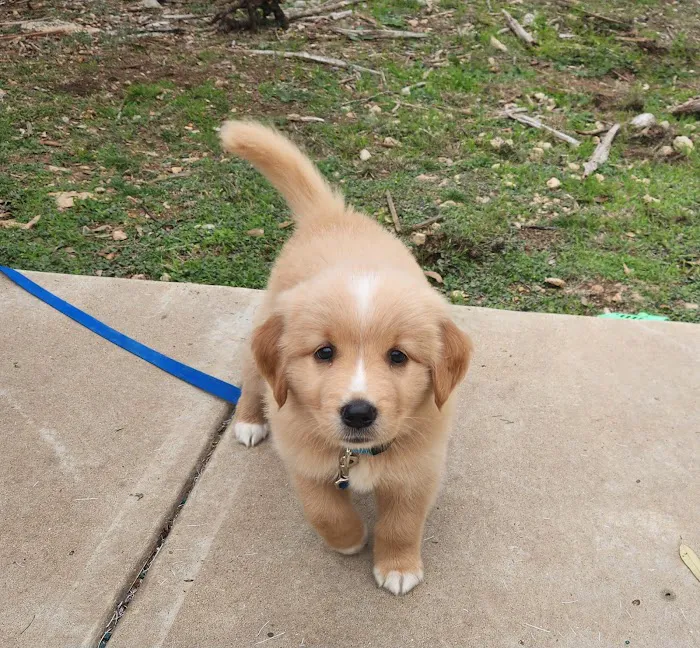 Four Paws At Four Points 7