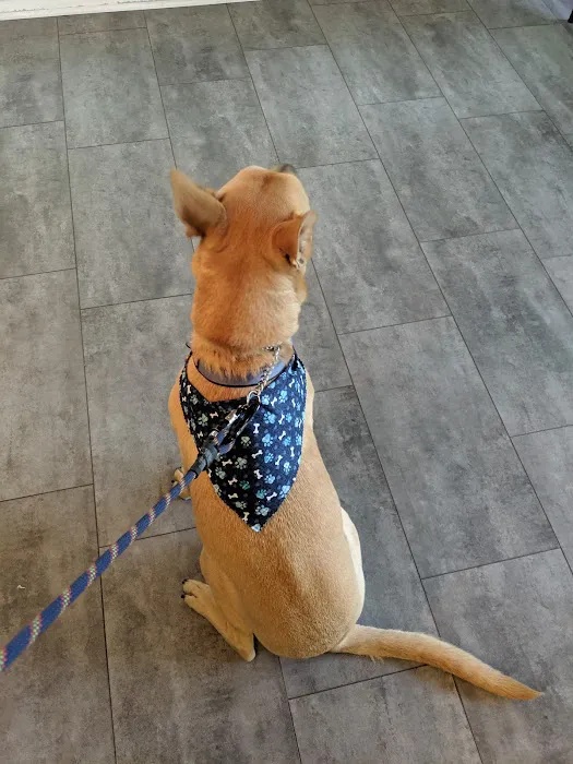 Four Paws At Four Points 10