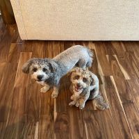 Leander Veterinary Clinic ico