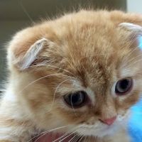 VCA Lakeline Animal Hospital ico