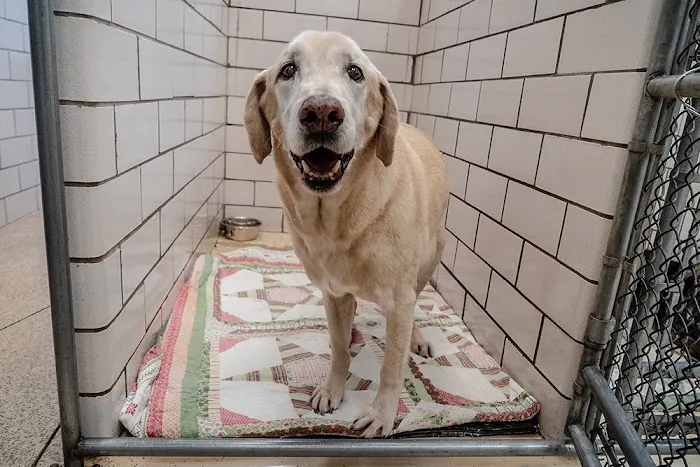 Block House Creek Animal Hospital 5