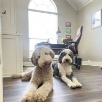 Block House Creek Animal Hospital ico
