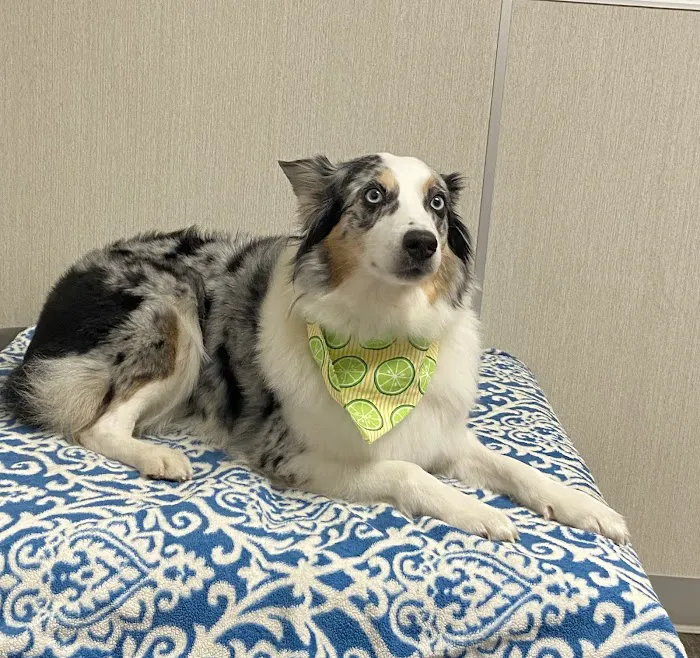 Cedar Park Animal Clinic 6