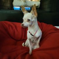 Cedar Park Animal Clinic ico