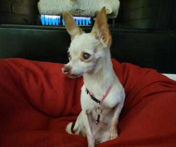 Cedar Park Animal Clinic