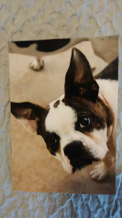 Affordable Pet Care 2