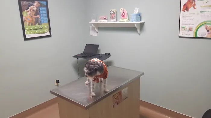 Affordable Pet Care 5