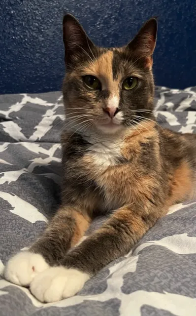 Affordable Pet Care 1