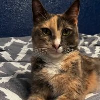 Affordable Pet Care ico