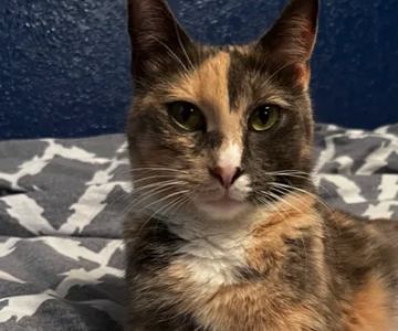 Affordable Pet Care