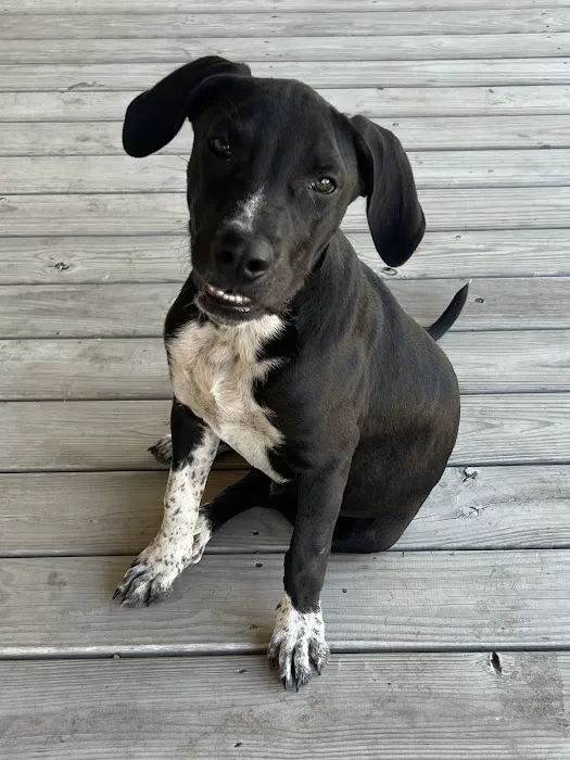 Hill Country Animal Hospital 9