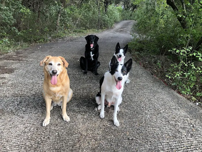 Austin Veterinary Emergency and Specialty 10
