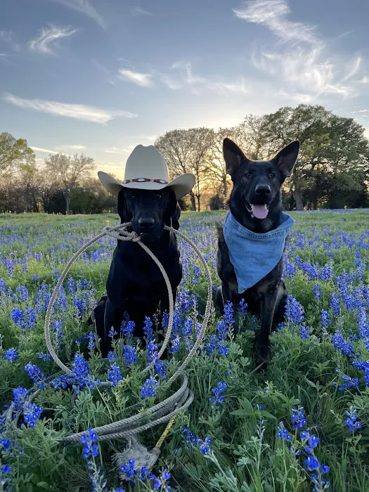 Austin Veterinary Emergency and Specialty 8