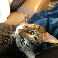 Austin Veterinary Emergency and Specialty ico