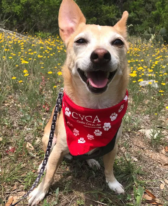CVCA Cardiac Care For Pets 6