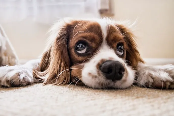 CVCA Cardiac Care For Pets 8