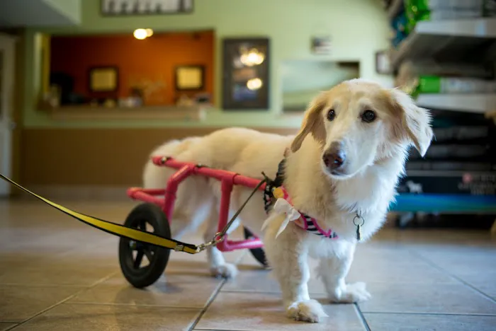 Manchaca Village Veterinary Care 9