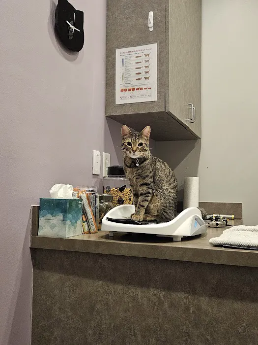 South Austin Cat Hospital 4