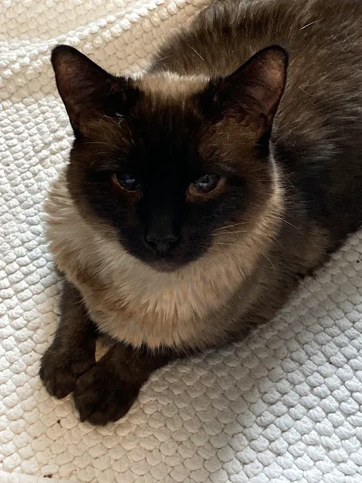 South Austin Cat Hospital 7